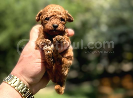 Kore Teacup Poodle Red Brown  Garanti̇li̇ 