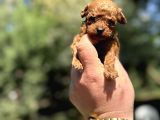 Kore Teacup Poodle Red Brown  Garanti̇li̇ 