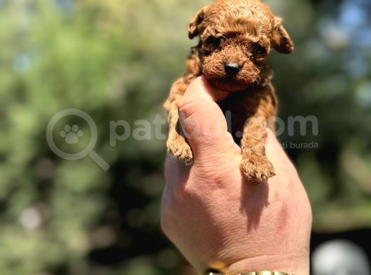 Kore Teacup Poodle Red Brown  Garanti̇li̇  görsel