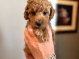 Apricot Poodle Yavrularımız