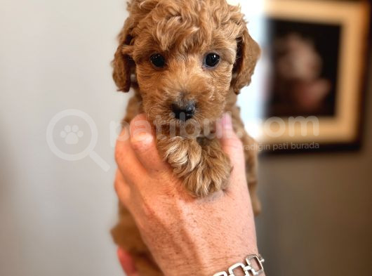 Apricot Poodle Yavrularımız görsel
