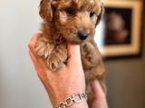 Apricot Poodle Yavrularımız