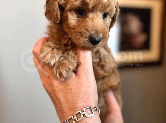 Apricot Poodle Yavrularımız görsel