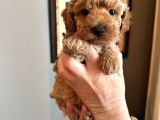 Apricot Poodle Yavrularımız