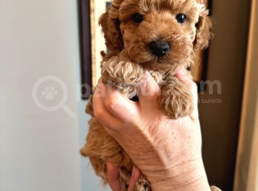 Apricot Poodle Yavrularımız
