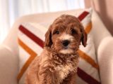 Orjinal Maltipoo Bebeklerim