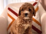 Orjinal maltipoo bebeklerim