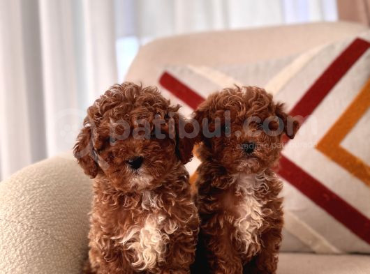 Orjinal Toy Poodle görsel
