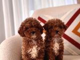 Orjinal Toy Poodle