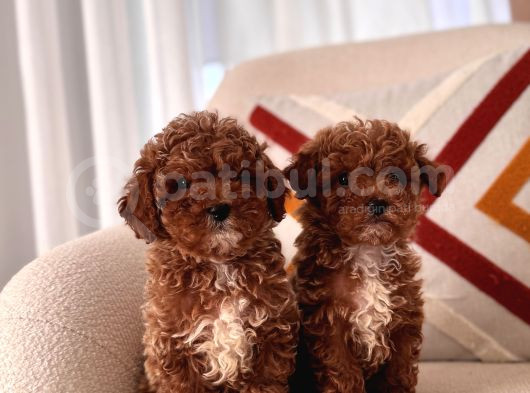 Orjinal Toy Poodle görsel