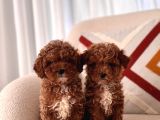 Orjinal toy poodle
