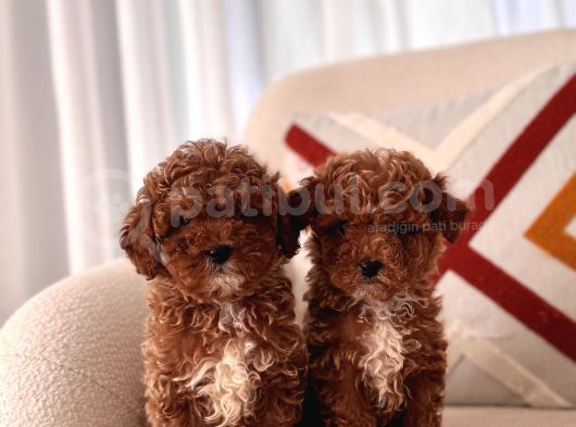 Orjinal Toy Poodle