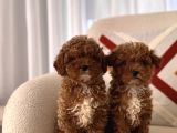 Orjinal Toy Poodle