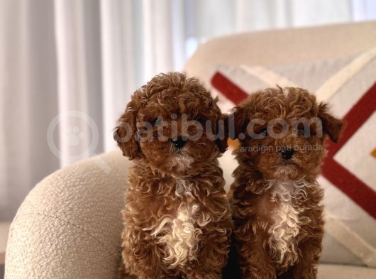 Orjinal Toy Poodle görsel