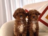 Orjinal Toy Poodle