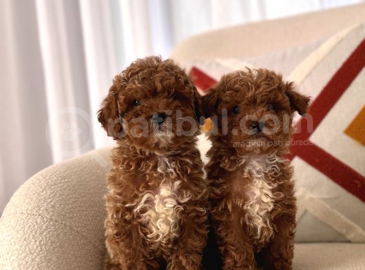 Orjinal Toy Poodle görsel