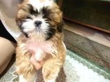 Shihtzu Bebekler 60 Günlük Erk