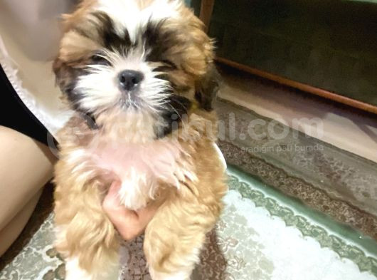Shihtzu Bebekler 60 Günlük Erk görsel