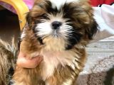 Shihtzu Bebekler 60 Günlük Erk