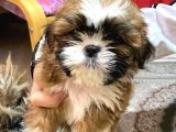 Shihtzu Bebekler 60 Günlük Erk