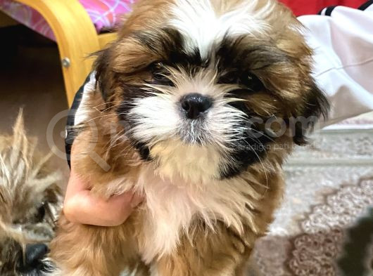 Shihtzu Bebekler 60 Günlük Erk görsel