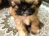 Shihtzu Bebekler 60 Günlük Erk