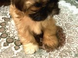 Shihtzu bebekler 60 Günlük erk
