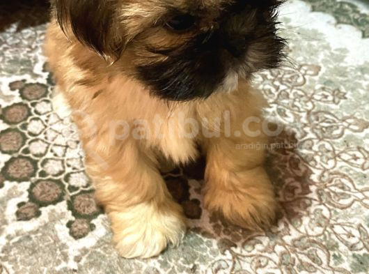 Shihtzu Bebekler 60 Günlük Erk