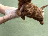 TOY POODLE YAVRU