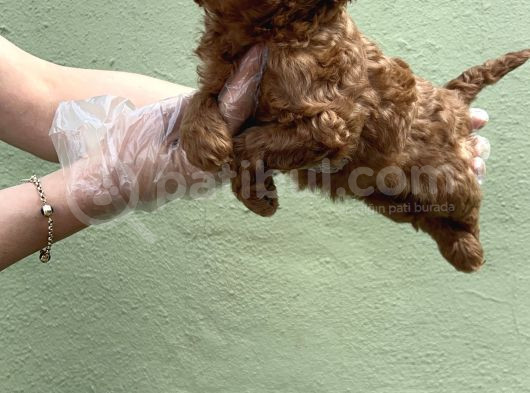 Toy Poodle Yavru