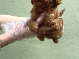 Toy Poodle Yavru