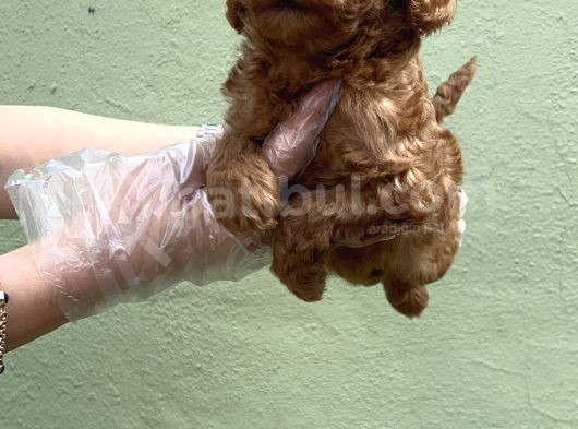 Toy Poodle Yavru görsel