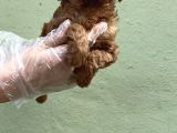Toy Poodle Yavru