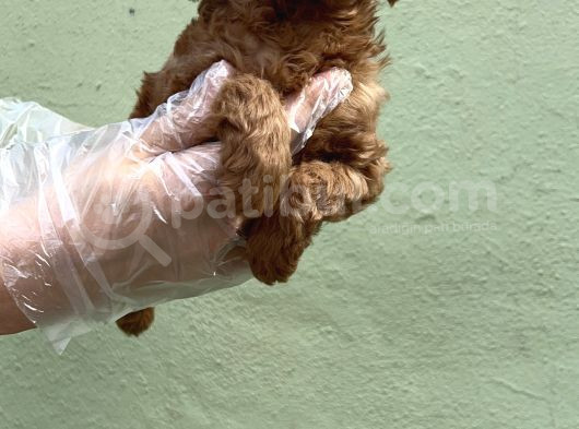 Toy Poodle Yavru görsel