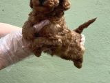 Toy Poodle Yavru