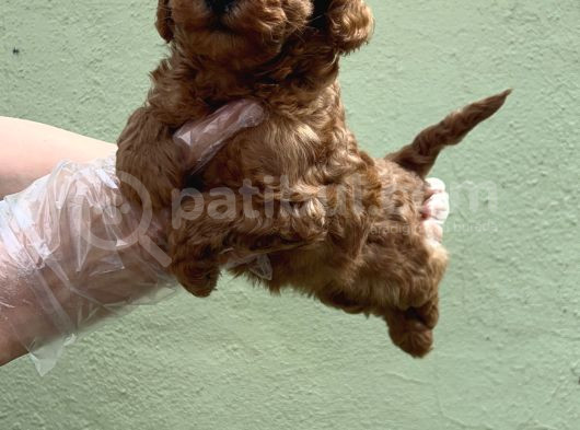 Toy Poodle Yavru görsel