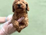 Toy Poodle Yavru
