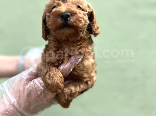 Toy Poodle Yavru görsel