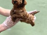 Toy Poodle Yavru