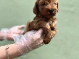 Toy Poodle Yavru
