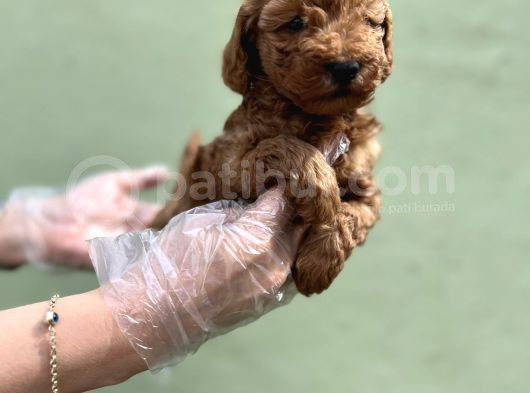 Toy Poodle Yavru görsel
