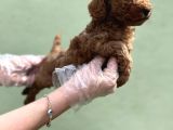 Toy Poodle Yavru
