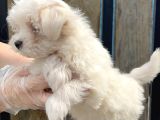 Kore Kan Maltese Terri̇er Yavru