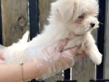 Kore Kan Maltese Terri̇er Yavru