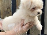 Kore Kan Maltese Terri̇er Yavru