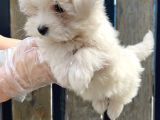 Kore Kan Maltese Terri̇er Yavru