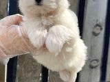 Kore Kan Maltese Terri̇er Yavru