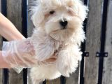 MALTESE TERRİER YAVRU