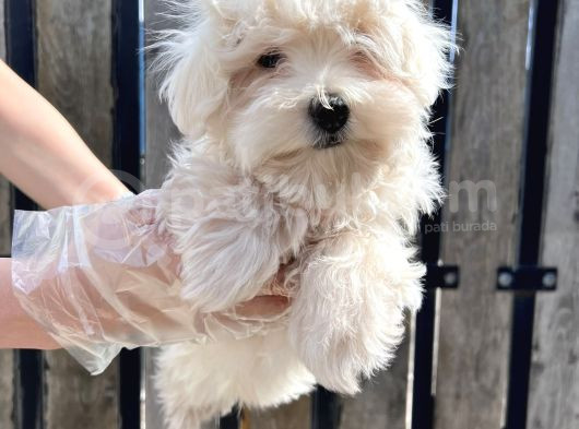 Maltese Terri̇er Yavru