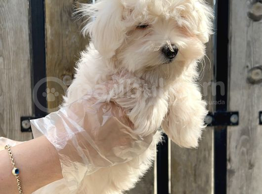Maltese Terri̇er Yavru görsel